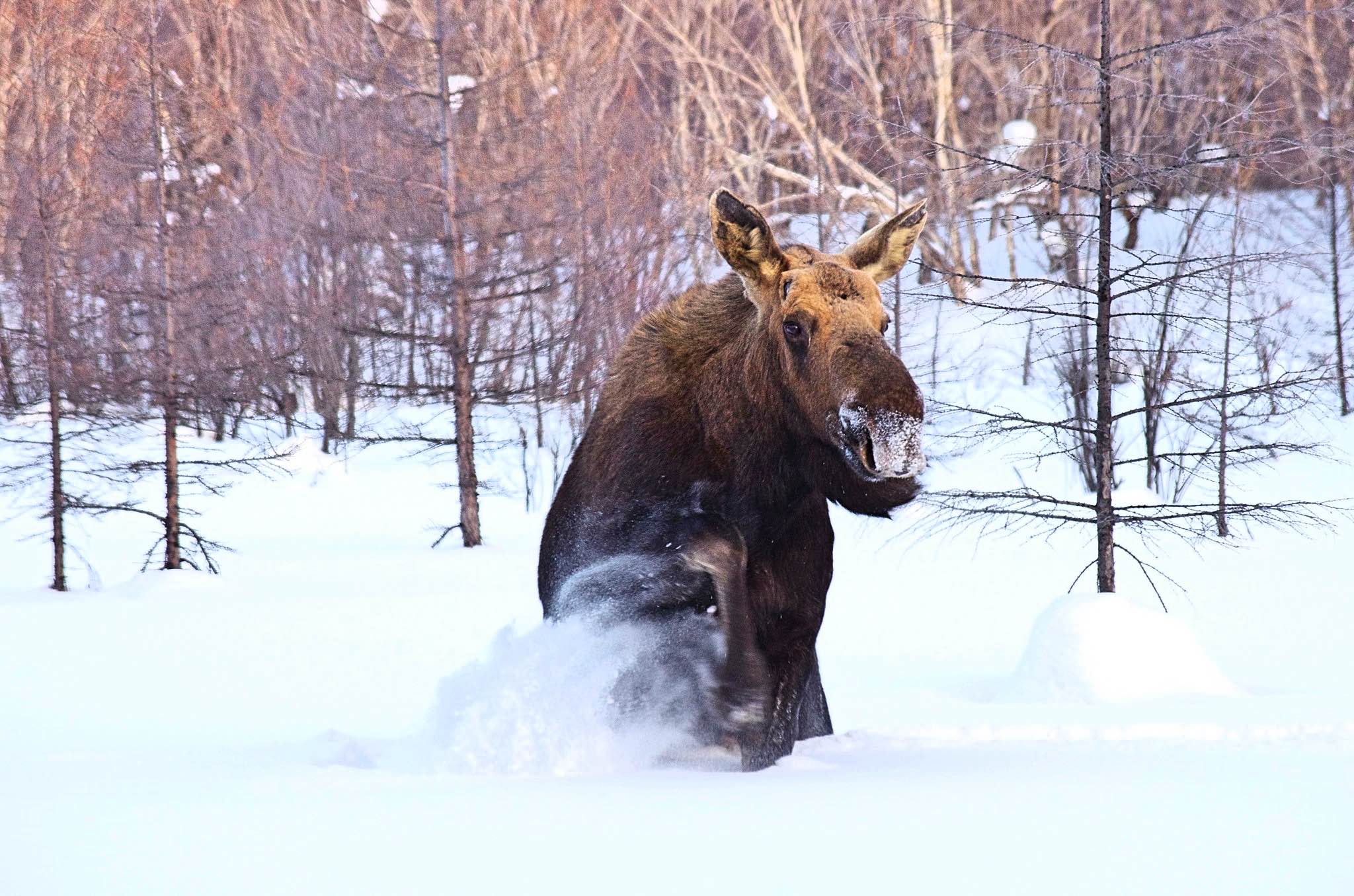 Moose