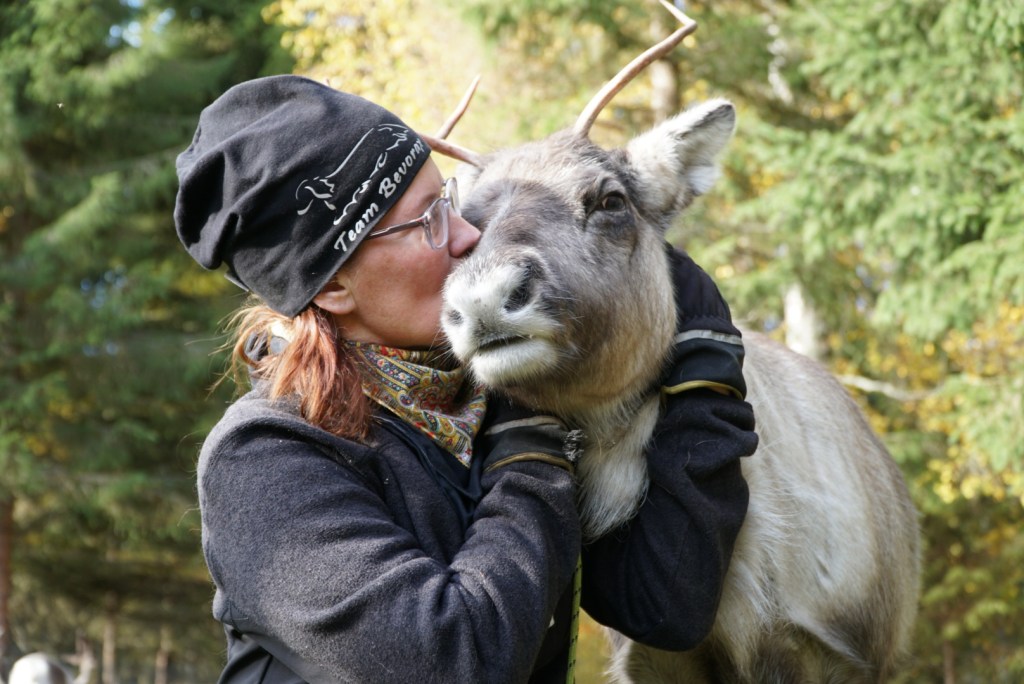 Reindeer meeting at Anna-Lena Kaati